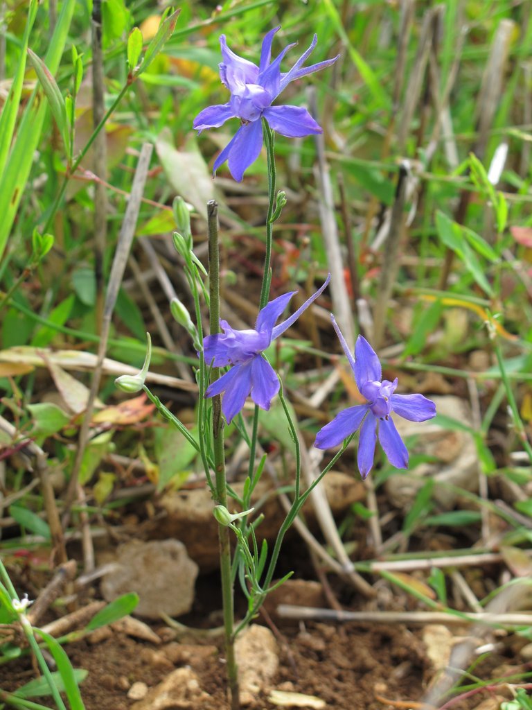 Delphinium consolida